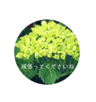 紫陽花の言葉（個別スタンプ：15）