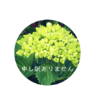 紫陽花の言葉（個別スタンプ：17）