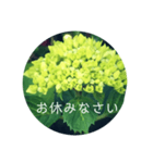 紫陽花の言葉（個別スタンプ：20）