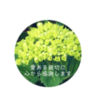 紫陽花の言葉（個別スタンプ：25）