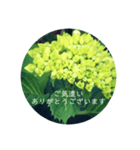 紫陽花の言葉（個別スタンプ：31）