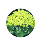 紫陽花の言葉（個別スタンプ：34）