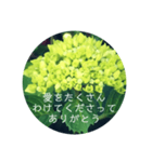 紫陽花の言葉（個別スタンプ：40）