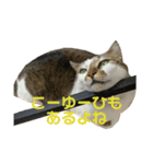 うちのちゅぴ（個別スタンプ：7）