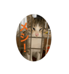 ポムの気（個別スタンプ：1）