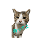 ポムの気（個別スタンプ：4）