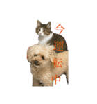 ポムの気（個別スタンプ：6）