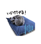 アンリの日常スタンプ（個別スタンプ：4）