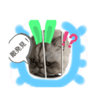 可愛い猫ちゃんだろー（個別スタンプ：1）