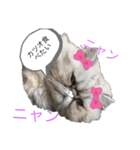 可愛い猫ちゃんだろー（個別スタンプ：2）