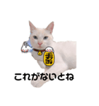しろねこラテ（個別スタンプ：1）