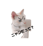 しろねこラテ（個別スタンプ：5）
