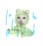 しろねこラテ（個別スタンプ：7）