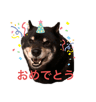タロだよ2（個別スタンプ：5）