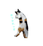 ウチのねこタチ（個別スタンプ：2）