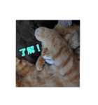 ウチのねこタチ（個別スタンプ：4）