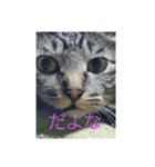 ウチのねこタチ（個別スタンプ：6）