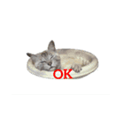 ウチのねこタチ（個別スタンプ：8）