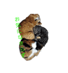ウチのねこタチ（個別スタンプ：11）