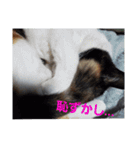 ウチのねこタチ（個別スタンプ：12）