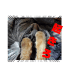 ウチのねこタチ（個別スタンプ：14）