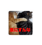 ウチのねこタチ（個別スタンプ：15）