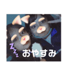 豚 猿コンビ（個別スタンプ：2）