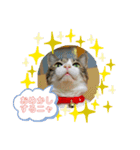 キジシロ猫☆すじおくん☆3（個別スタンプ：1）