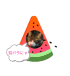 キジシロ猫☆すじおくん☆3（個別スタンプ：3）