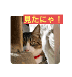 キジシロ猫☆すじおくん☆3（個別スタンプ：4）