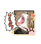 キジシロ猫☆すじおくん☆3（個別スタンプ：5）