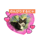 キジシロ猫☆すじおくん☆3（個別スタンプ：6）