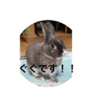 ググちゃん(グレーのうさぎ)（個別スタンプ：1）