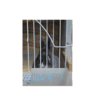 ググちゃん(グレーのうさぎ)（個別スタンプ：3）