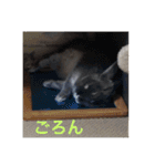 ググちゃん(グレーのうさぎ)（個別スタンプ：10）