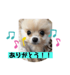琥珀のスタンプ！！！（個別スタンプ：3）