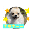 琥珀のスタンプ！！！（個別スタンプ：11）