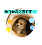 琥珀のスタンプ！！！（個別スタンプ：13）