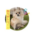 琥珀のスタンプ！！！（個別スタンプ：15）