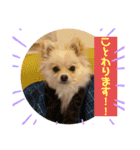 琥珀のスタンプ！！！（個別スタンプ：16）