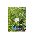 懸命に生きるお花たち（個別スタンプ：2）
