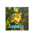 懸命に生きるお花たち（個別スタンプ：6）