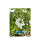 懸命に生きるお花たち（個別スタンプ：8）
