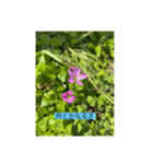 懸命に生きるお花たち（個別スタンプ：9）