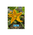 懸命に生きるお花たち（個別スタンプ：10）