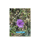 懸命に生きるお花たち（個別スタンプ：12）