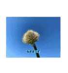 懸命に生きるお花たち（個別スタンプ：15）