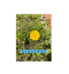 懸命に生きるお花たち（個別スタンプ：16）
