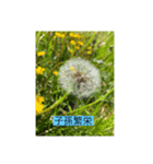 懸命に生きるお花たち（個別スタンプ：19）