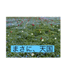 懸命に生きるお花たち（個別スタンプ：22）